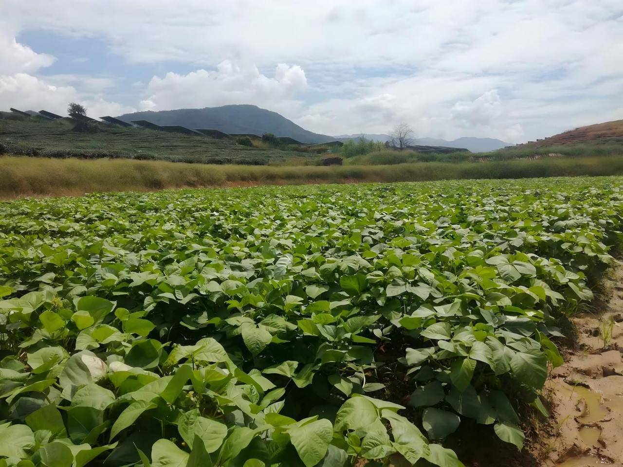 真空包装没有坏!外婆煮了家里藏了10年陈绿豆,能喝吗?