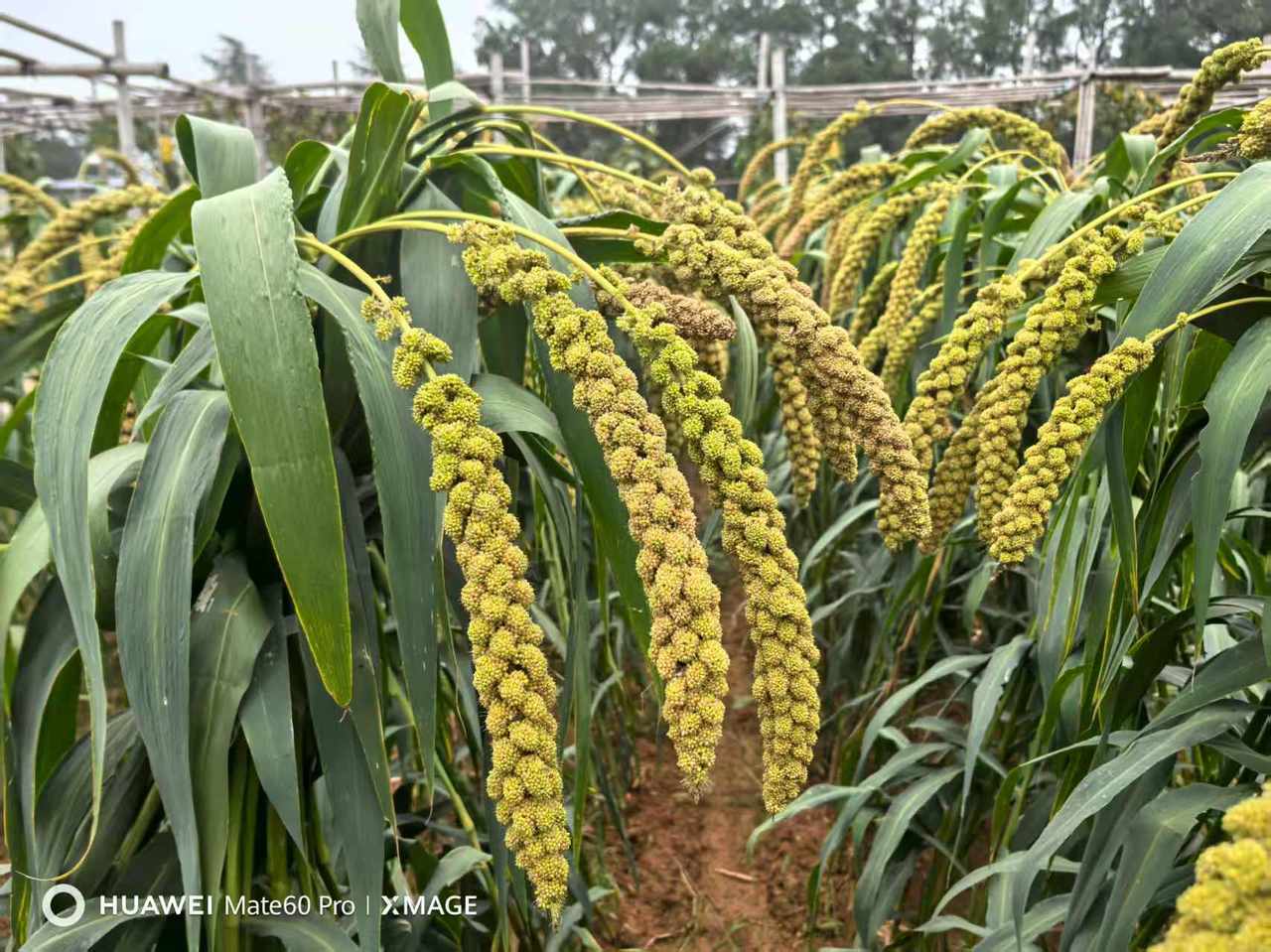 真空包装没有坏!外婆煮了家里藏了10年陈绿豆,能喝吗?