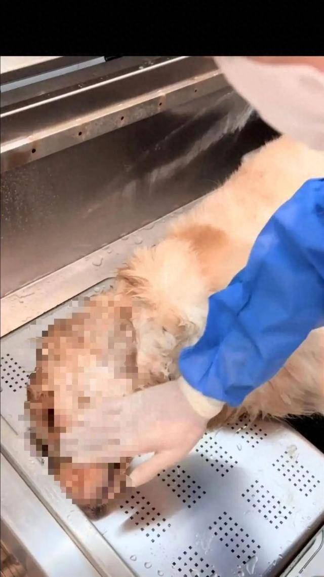 金毛餐馆蹭空调避暑遭殴打后死亡，主人公布最新处理结果：店家不接受调解，自己准备起诉