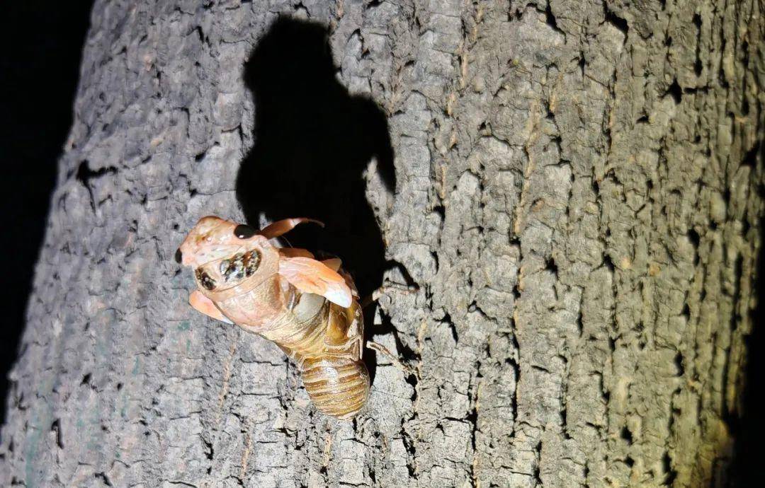 一斤超百元!山东的知了猴怎么就火出圈了?