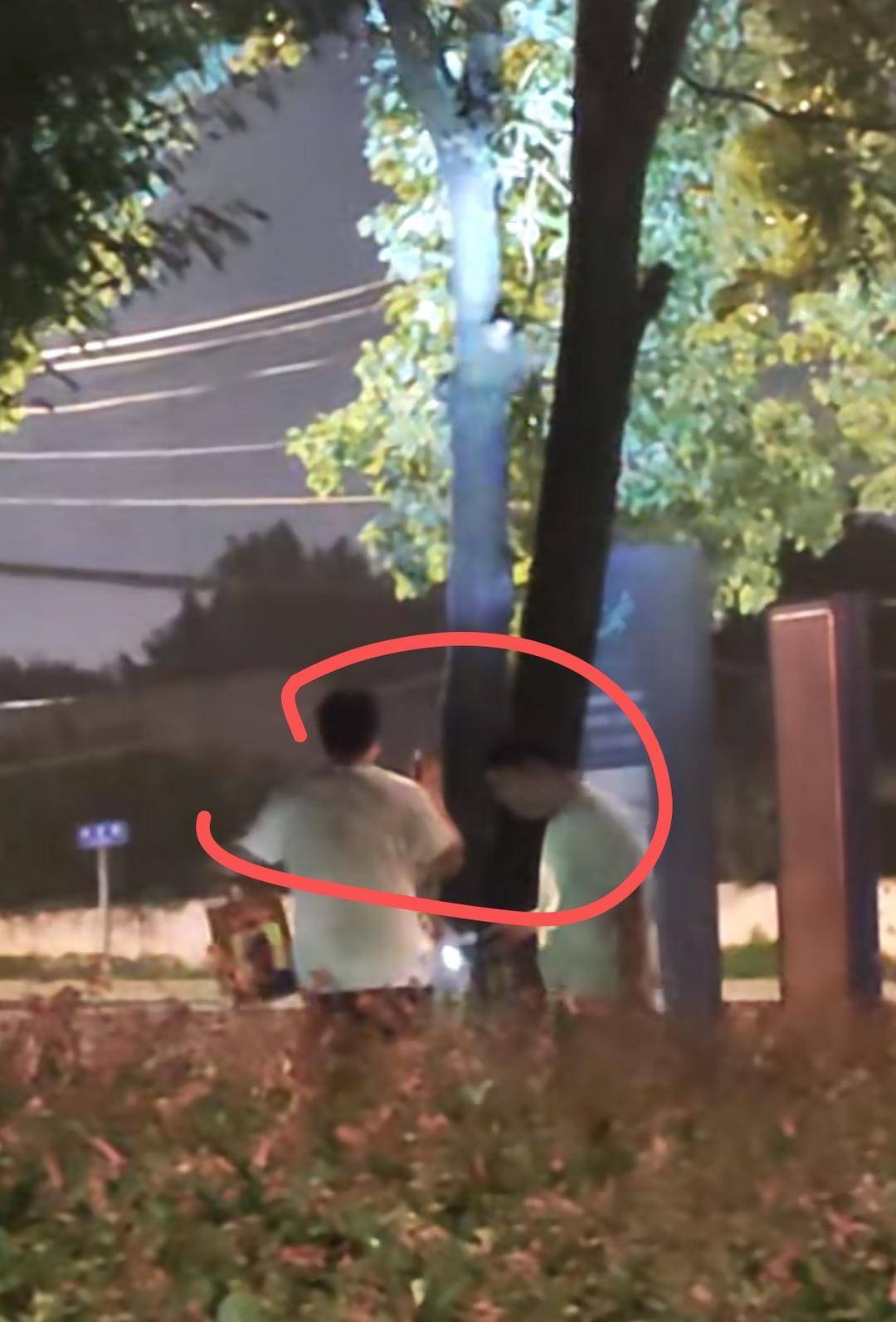 为找“知了猴” 市民拿着手电筒照树?专家:有药用价值 但不要过量捕捉