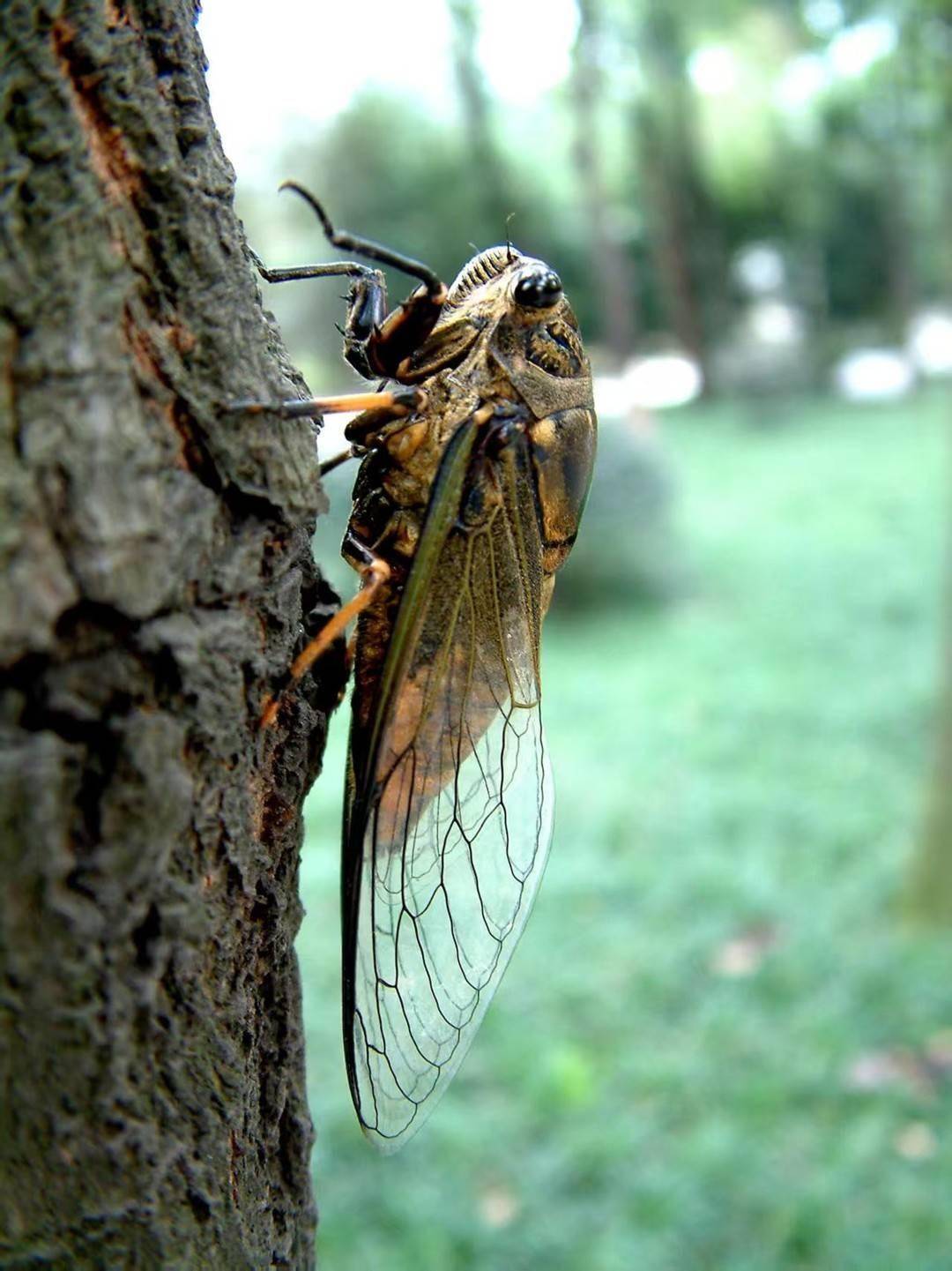 为找“知了猴” 市民拿着手电筒照树?专家:有药用价值 但不要过量捕捉