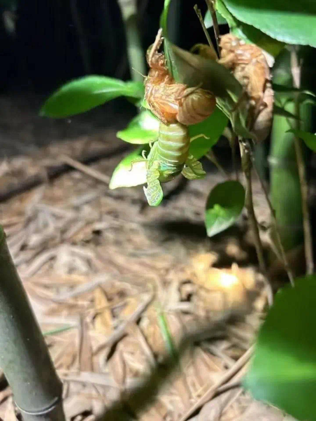 为找“知了猴” 市民拿着手电筒照树?专家:有药用价值 但不要过量捕捉