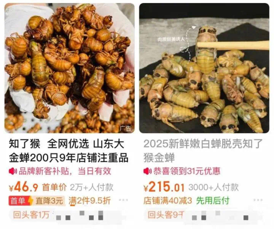 为找“知了猴” 市民拿着手电筒照树?专家:有药用价值 但不要过量捕捉