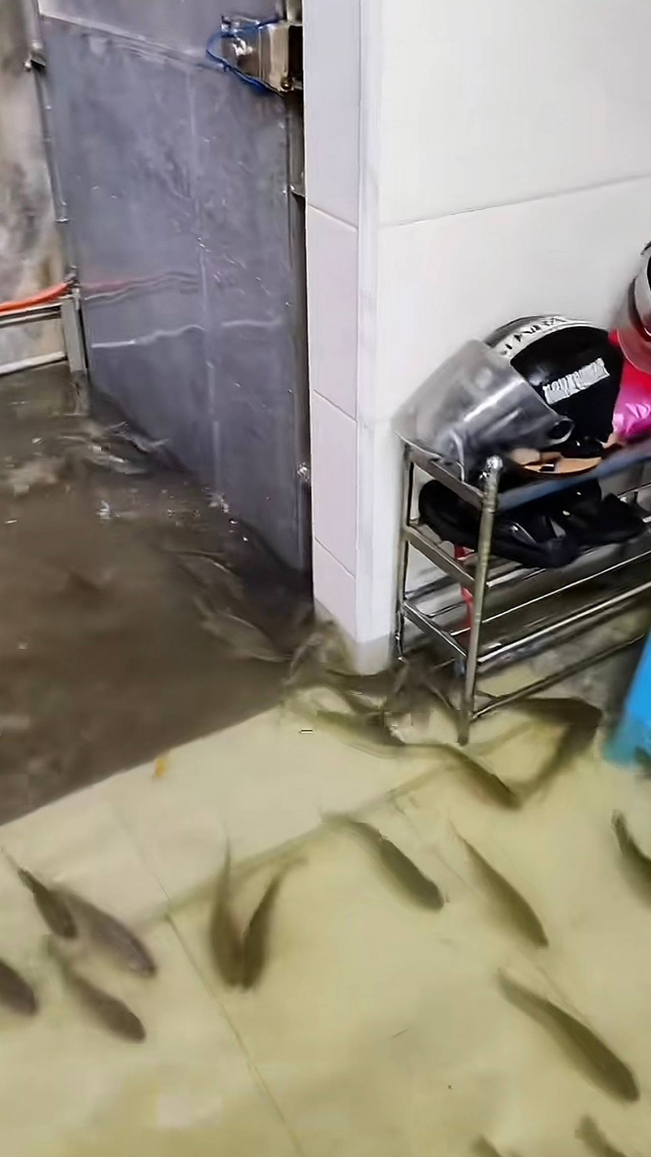 广东饶平降雨后鱼群游进居民家，当事人：水已退，鱼被捉后放回鱼塘