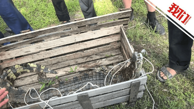 江西一景区多只鳄鱼“越狱”出逃,目击者:看到鳄鱼在现场被击毙,一只大概80斤到100斤;当地回应:已全部控制