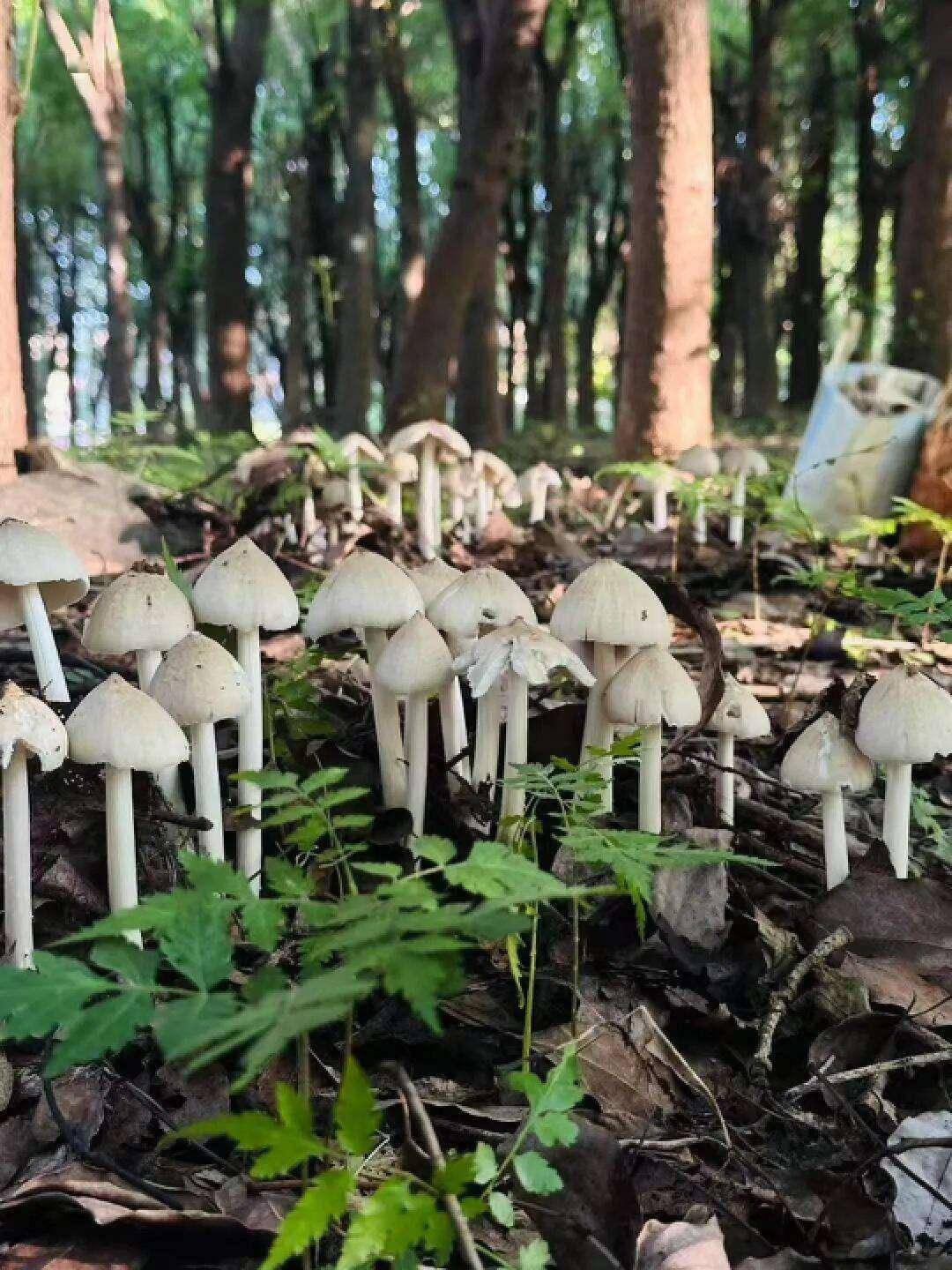 云南姑娘今年在杭州采了200斤鸡枞菌！专家提醒