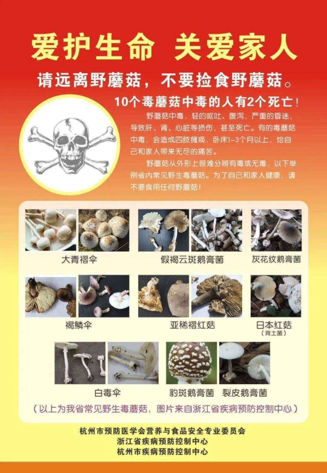 云南姑娘今年在杭州采了200斤鸡枞菌!专家提醒