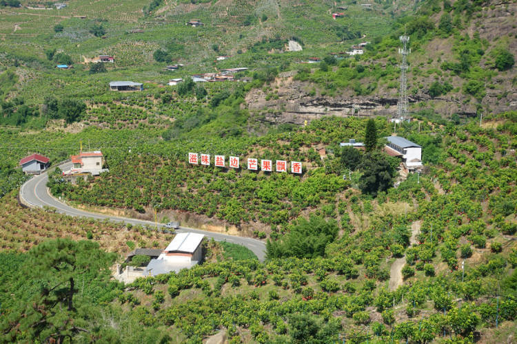 项目投资总额近15亿元 攀枝花攀果(芒果)产业发展大会在盐边举行