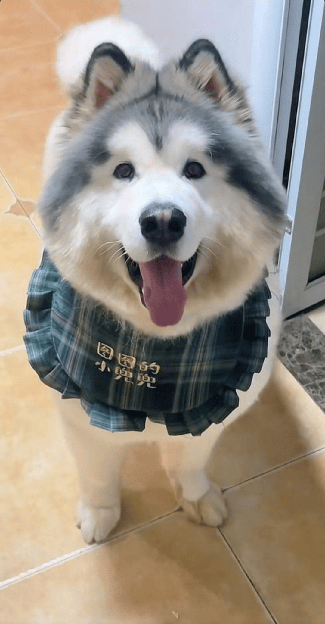 潘宏再陷风波:宠物狗在其指定的托运公司死亡 狗主人发帖遭网暴