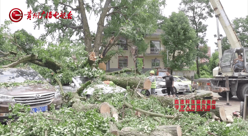 贵阳一700年古树砸扁“宝马”,现场惨不忍睹,林业局:车主他也有错