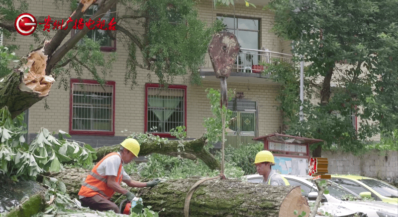 贵阳一700年古树砸扁“宝马”,现场惨不忍睹,林业局:车主他也有错
