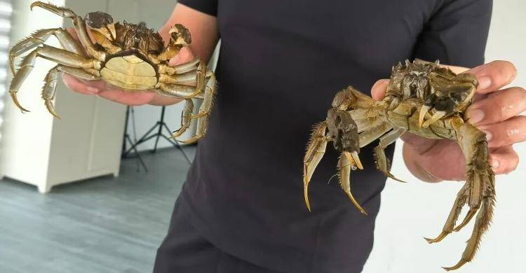 武汉江夏一地大闸蟹大量上市,日产1000斤当天售完,每只螃蟹有自己的“身份证”,吃深海小黄鱼长大