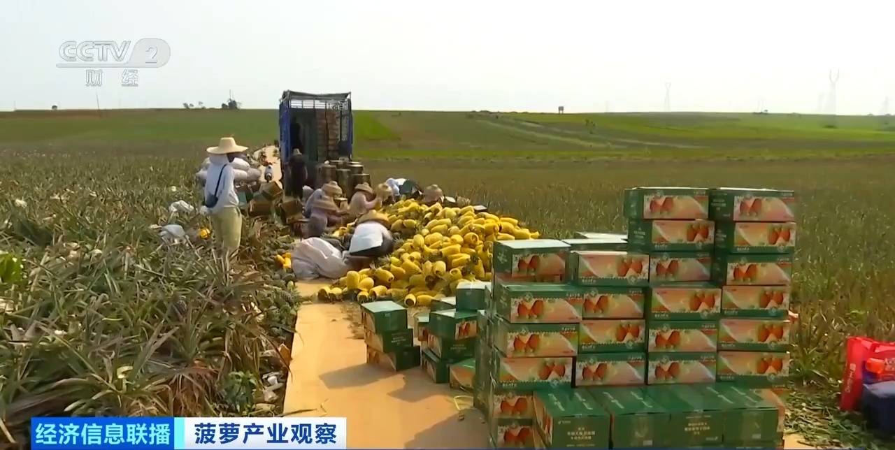 “菠萝的海”丰收了 全国三分之一的菠萝来自这里