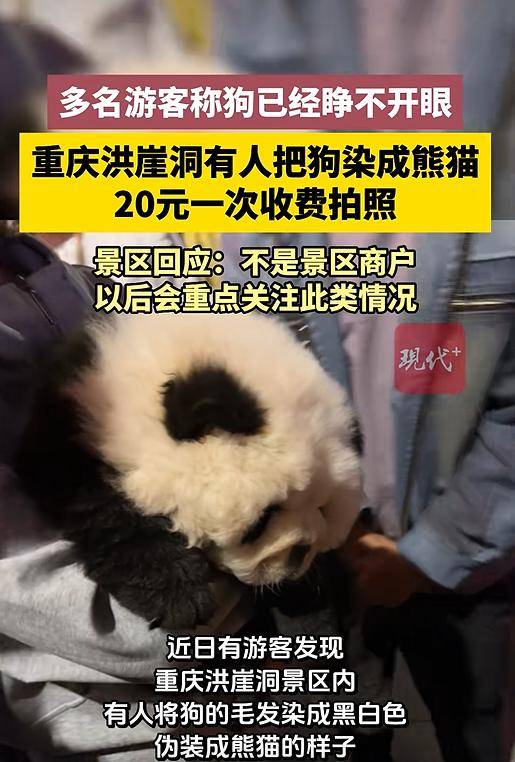重庆洪崖洞有人将狗染成黑白色伪装成熊猫，20元一次可抱着拍照，狗已睁不开眼；景区回应：不是景区商户，以后会重点关注此类情况